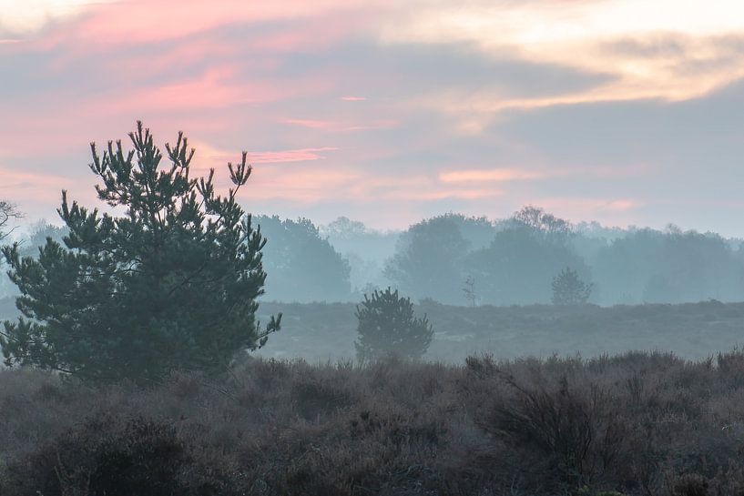 rosa Himmel über der Veluwe von Tania Perneel