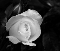 Rose blanche en noir et blanc