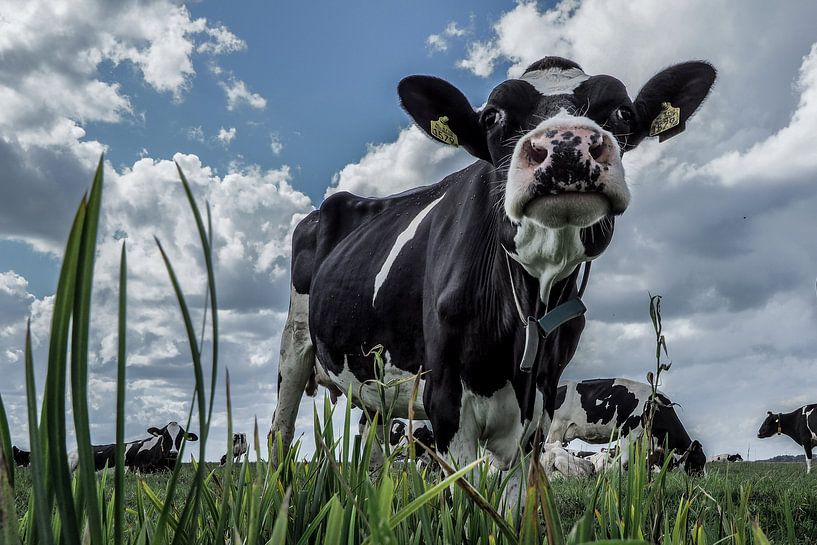 Neus(je) van de koe by Michiel Leegerstee