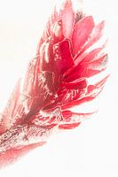 ingwer flower in ice 3