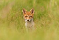 Fuchs im Dünenbereich