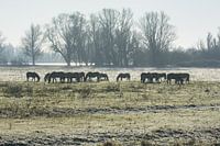Konik's horses silhouette