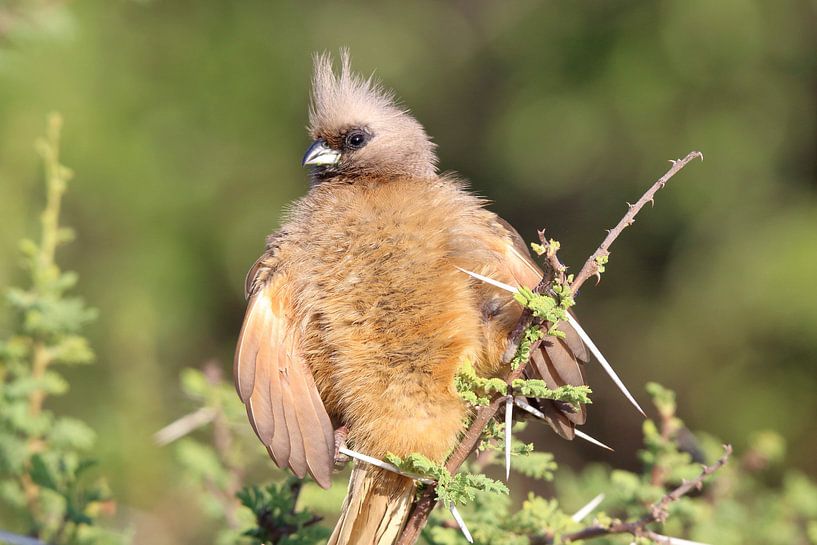 Mausvogel von Petervanderlecq