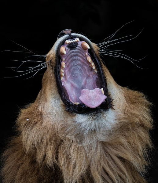 Leo von Lucinde Van der Ben