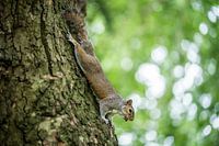 Eichhörnchen am Baumstamm