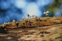 Pilze auf einem Baumstamm