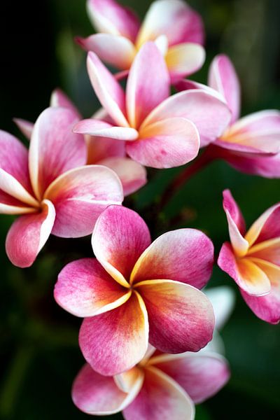 The frangipani or pumeria flower, a pink yellow dream by Fotos by Jan Wehnert