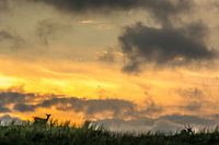 Ree in avondschemering.