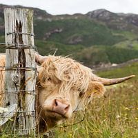 Le Highlander écossais en Écosse dit kiekeboe !