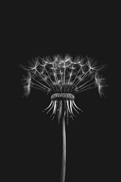 Black-and-white Macro Dandelion Photos - Timeless Nature Photography for Interiors (panel 2) by Elianne van Turennout