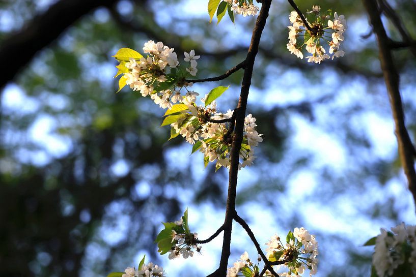 Baumblüte von Thomas Jäger