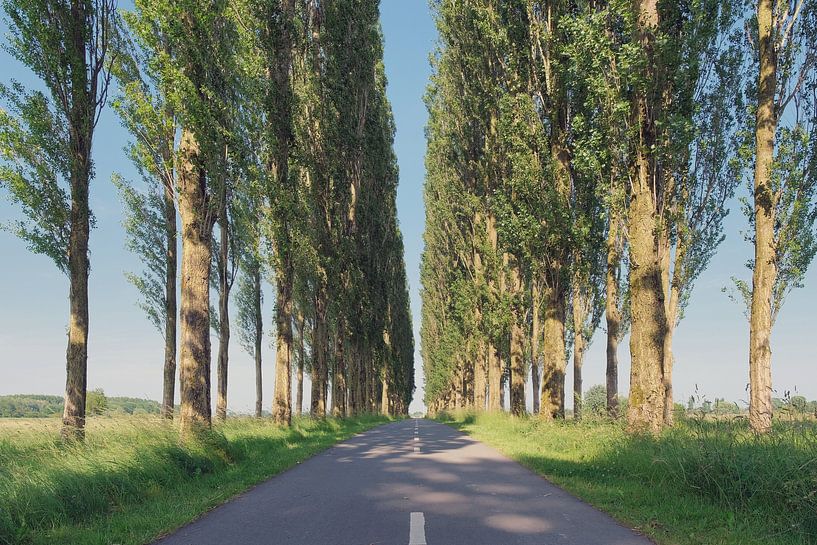 Allee der Pappeln von Ronald Smits