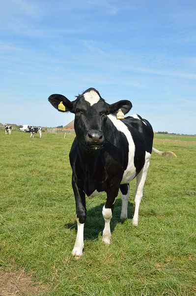 Curious cows on the beautiful island of Texel, the Netherlands by Jeffry Clemens