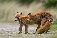 Junger Fuchs bekommt einen Putzjob