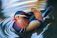 Mandarin-Ente 