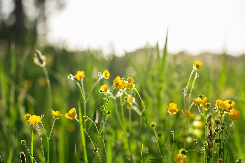 Bouton d'or à fleurs jaunes dans une prairie fleurie au soleil pendant l'heure dorée. par Evelien Doosje