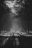 Fog at the end of the forest road