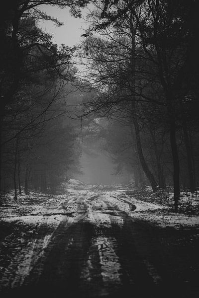 Fog at the end of the forest road by Sasja van der Grinten