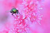 Grüne Fleischfliege auf rosa Spirea Astilbe