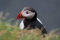 Portrait of a puffin on Látrabjarg in Iceland's Westfjords,