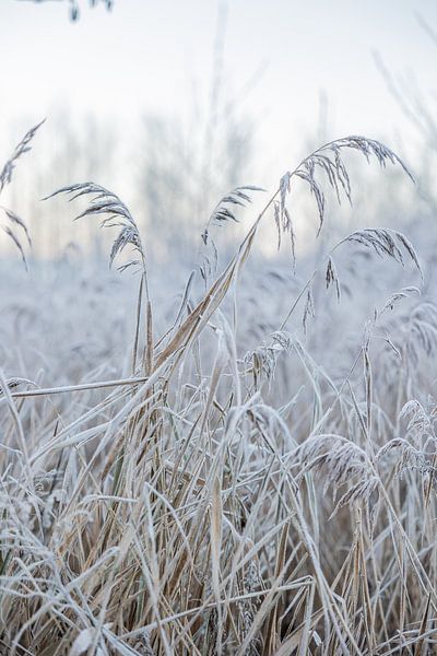 Still life winter in Friesland by Lydia