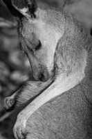 Kangourou en gros plan