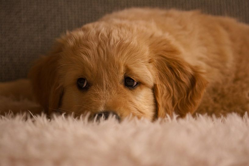 Golden Retriever von AudFocus - Audrey van der Hoorn