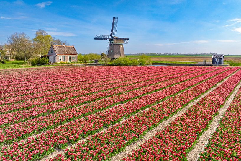 Tulipes en fleurs dans un champ en Hollande avec un moulin à vent par Sjoerd van der Wal Photographie