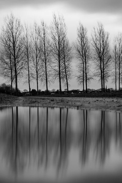 Die kahlen Bäume in der Joosten Avenue von Mr White Takes Pictures