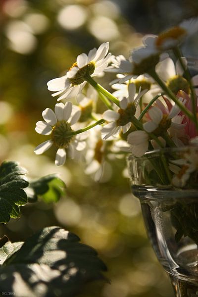 [gänseblümchen] - ... some more von Meleah Fotografie
