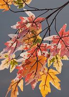 Branches avec des feuilles en pastel Couleurs d'automne