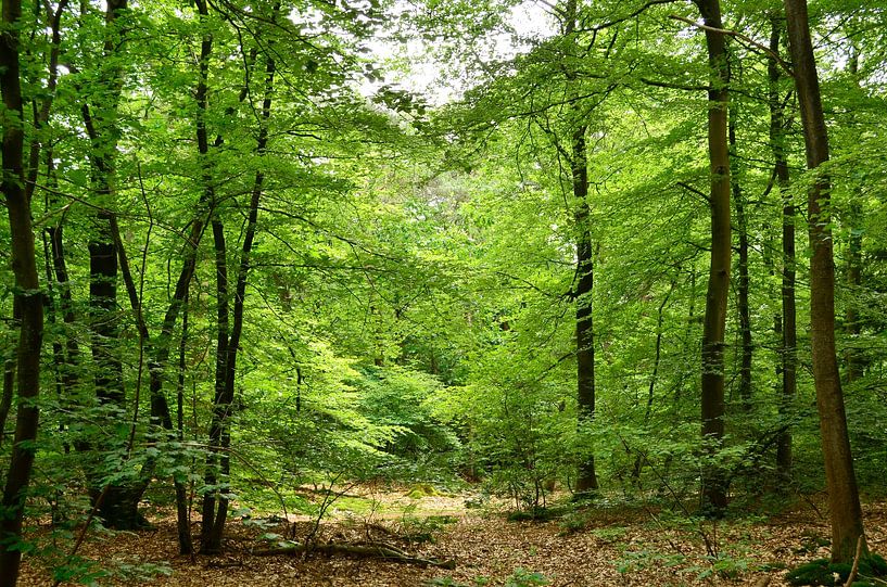 Light trap in where Fairytale Forest by Corinne Welp