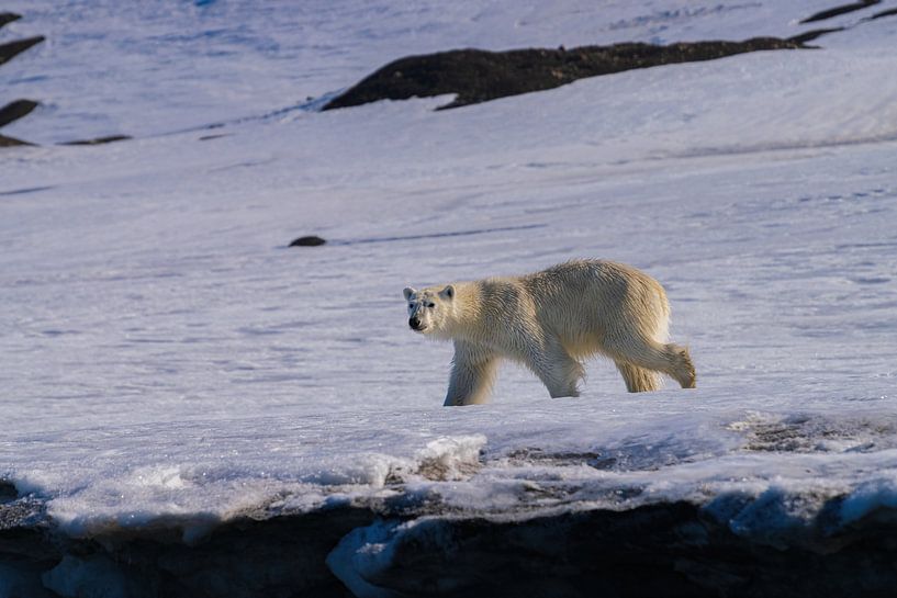 Der Eisbär von Merijn Loch