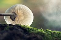 Fallen porcelain fungus