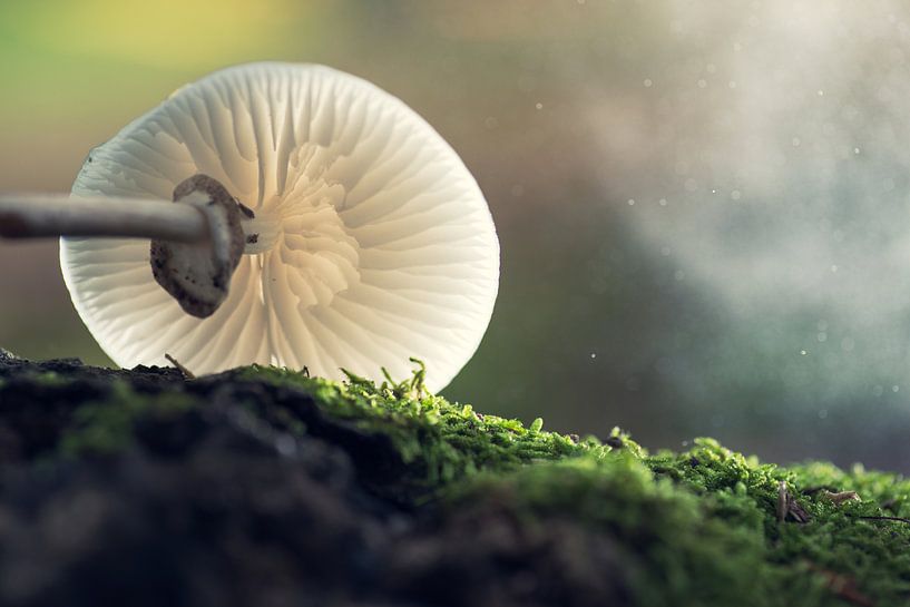 Fallen porcelain fungus by Zilte C fotografie