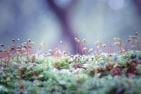 Kleinste Moosspieße