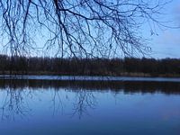 Water weerspiegeling in de bossen van Almere