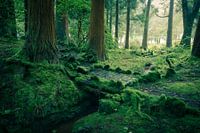 La forêt des contes de fées