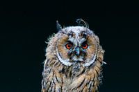 The Long-eared Owl