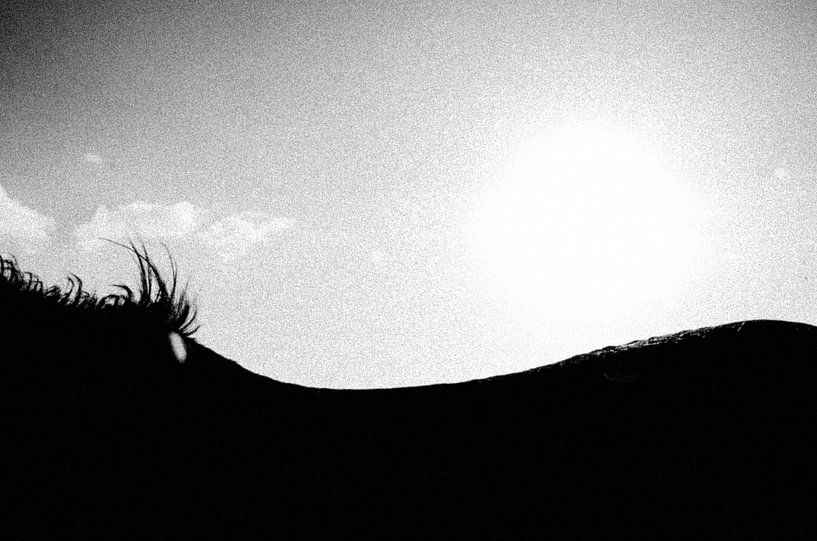 Where the Horse Becomes Country by Karen Velleman