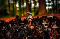 paddenstoelen
