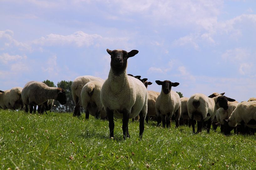 We komen - Schapen op de dijk par Rolf Pötsch