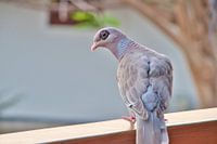 Neugierige Nacktaugentaube auf den Niederländischen Antillen