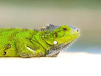 Young Green Iguana
