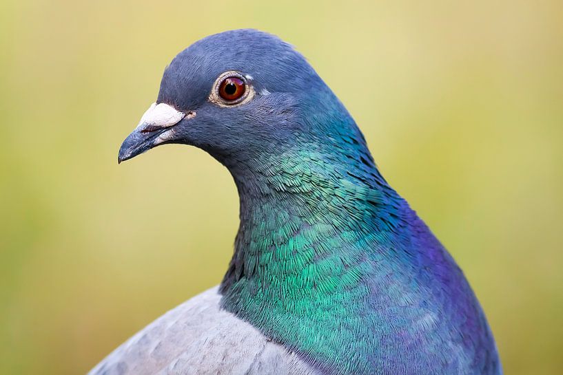 die Taube von Christophe Fruyt