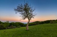 Sonnenuntergangsbaum 2