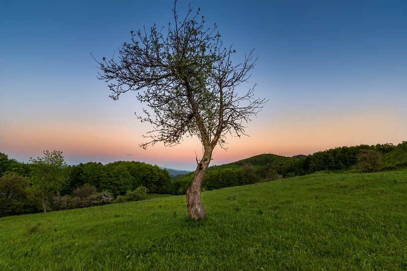 Arbre du coucher du soleil 2 par Peter Oslanec