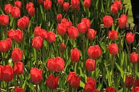 Rode tulpen