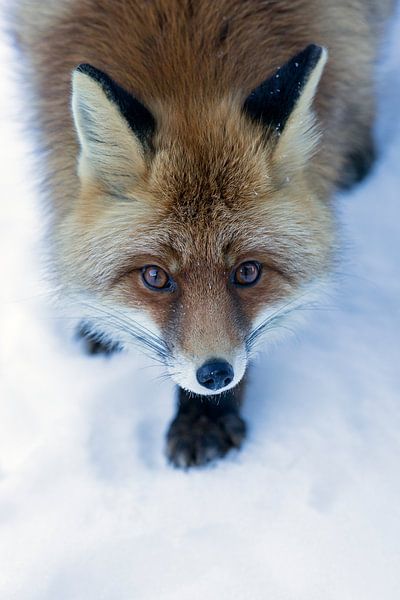 Contact visuel par David Pattyn