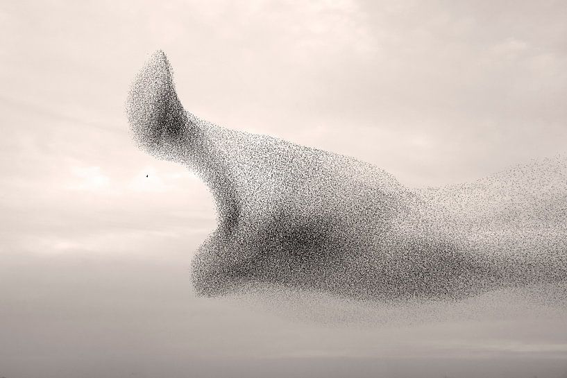 Starentanz mit jagendem Sperber von Franke de Jong